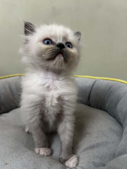 Ragdoll Blue mitted