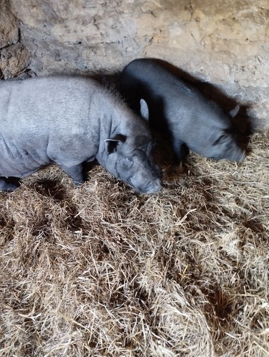 Продам в'єтнамськіх свиней