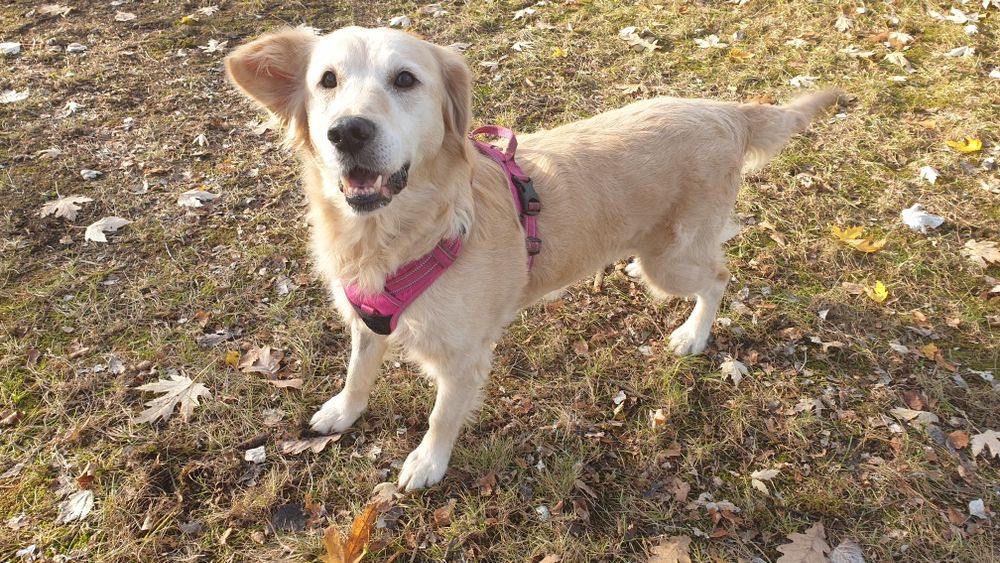 Frytka - golden retriever do adopcji