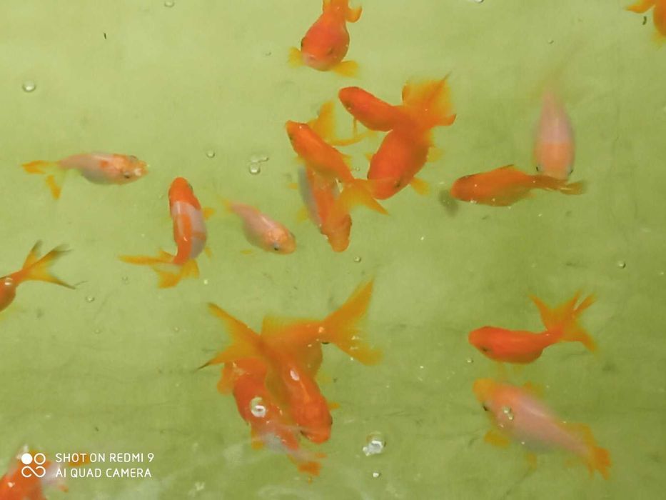 Золоті рибка (оранда червона)