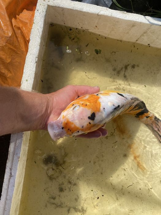 Karp koi selekt Japonia.