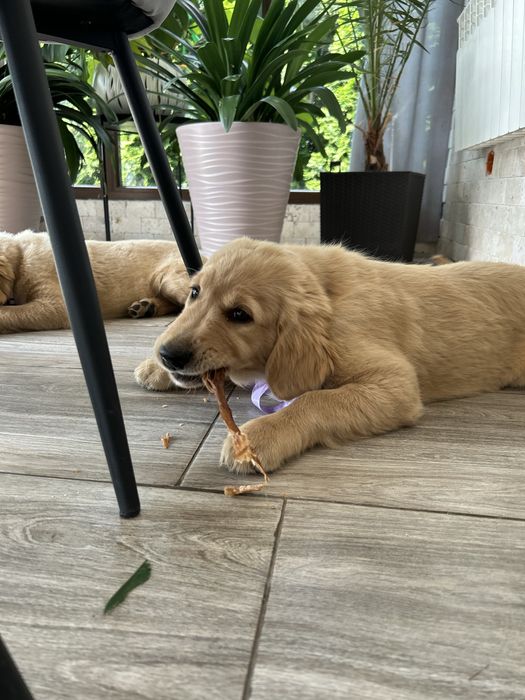 Golden Retriever -Sunia