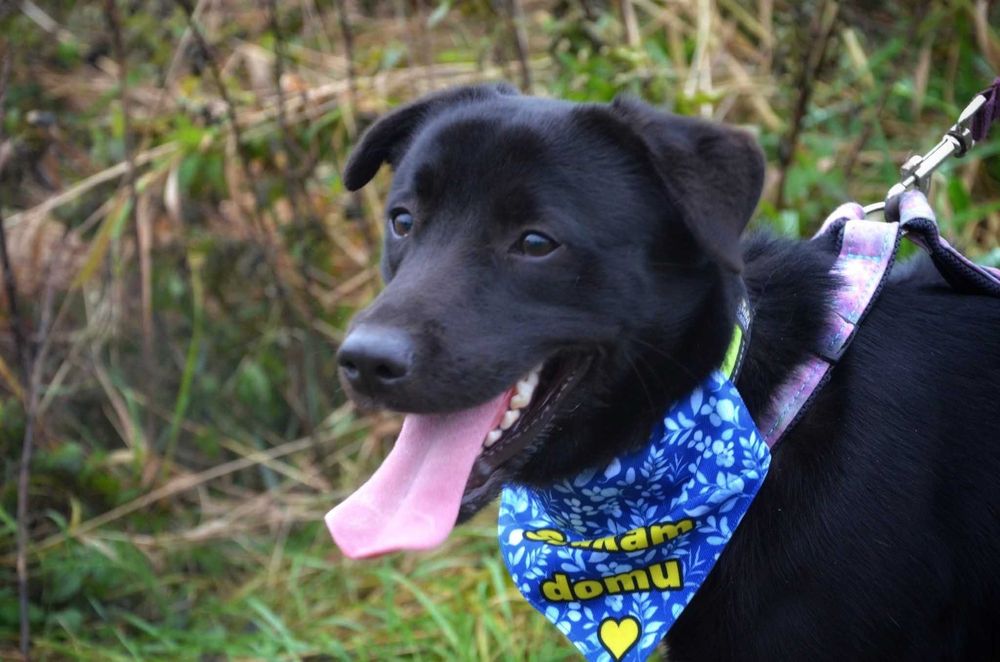 Nero, wesoły czarny urwis do kolan czeka na dom (adopcja psa)