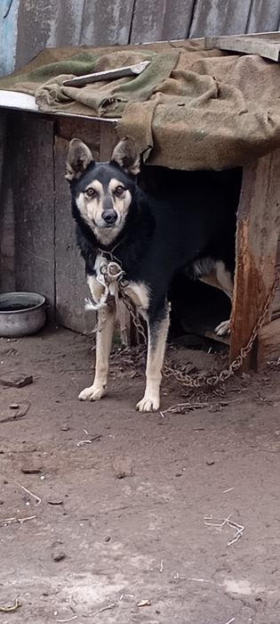 Віддам собачку в гарні руки