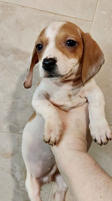 Цуценя кролячої такси пайболд з родовідом