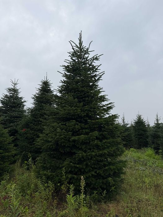 Великі новорічні ялинки 3–5 м | Ялиця Нордмана | Преміум якість