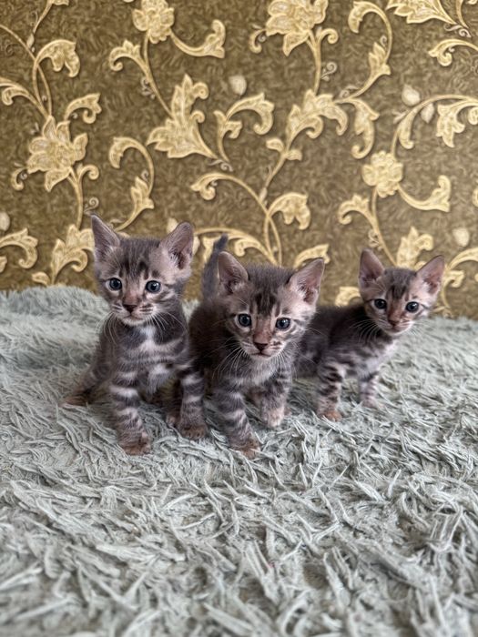 Бенгальские котята в редком голубом окрасе