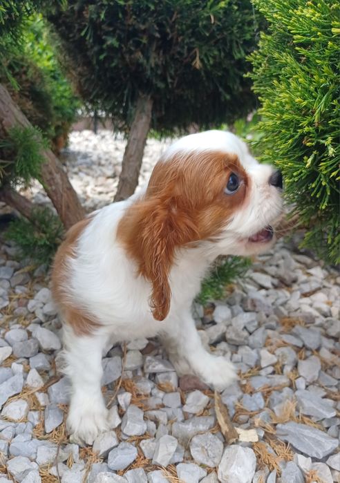 Cavalier King Charles Spaniel-Sunia