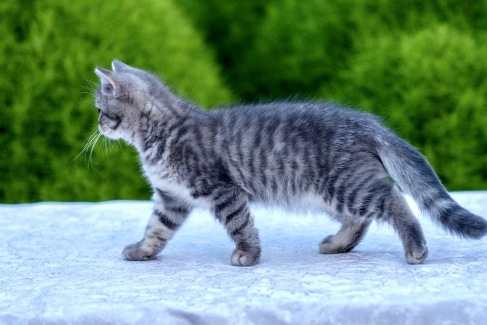Хлопчик шотландський страйт 4 місяці