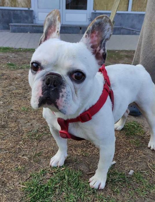 ДОБРЫЙ собака Французский бульдог Оскар, 2 года, ГЛУХОЙ, кусается
