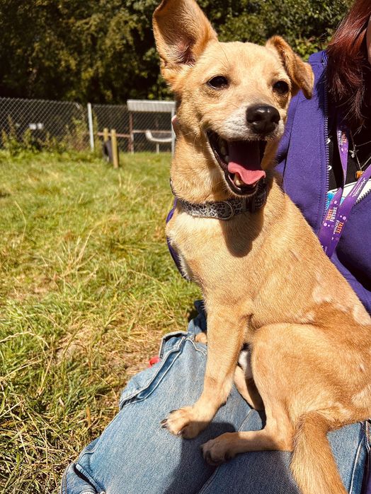 Mały, biszkoptowy piesek Figo do adopcji!