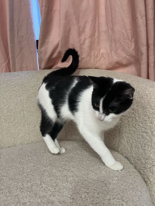 Подаруйте кошенятам дім!