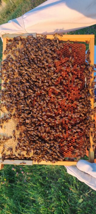 Pszczoły , Rodziny pszczele, odkłady pszczele , Ramka wielkopolska ,