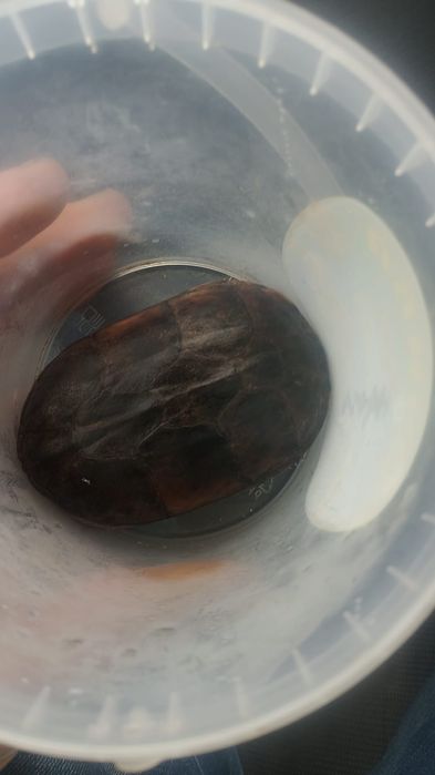 Sprzedam zolwia wonnego