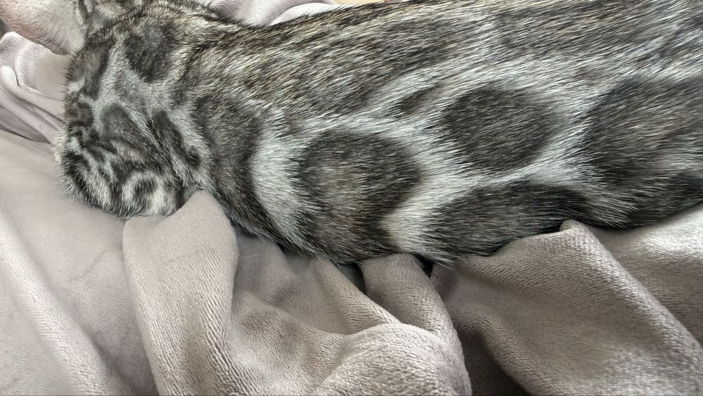 Котенок бенгальской породы