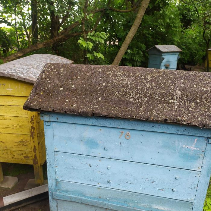 Ule warszawskie zwykłe