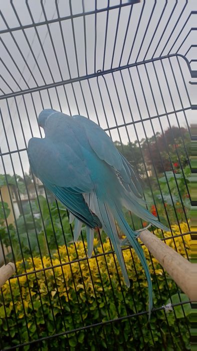 Lindos ringnecks bons para produção.