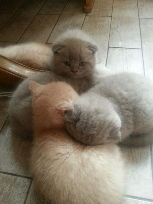 Шотландский прямоухий кот приглашает на вязку