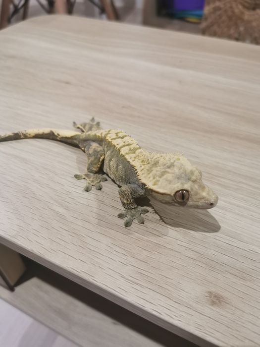 Gekon orzesiony samica