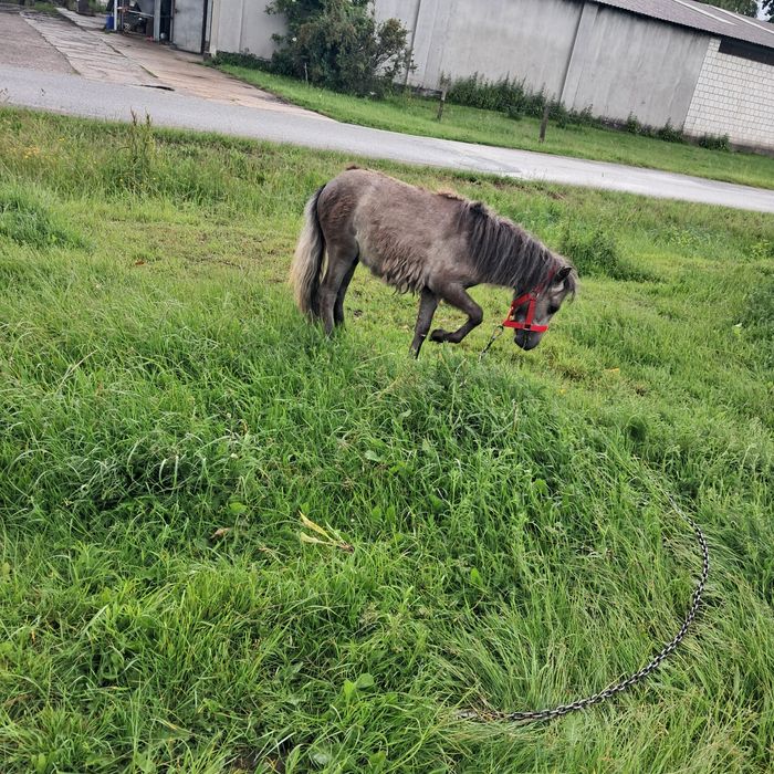 Sprzedam zamienię  kucyka ogierka