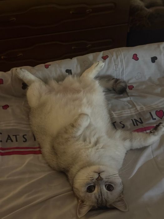 Породистая кошечка ищет дом