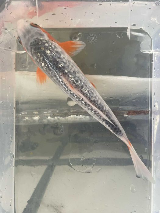 Carpa Koi - Seleção Asagi 15/18cm