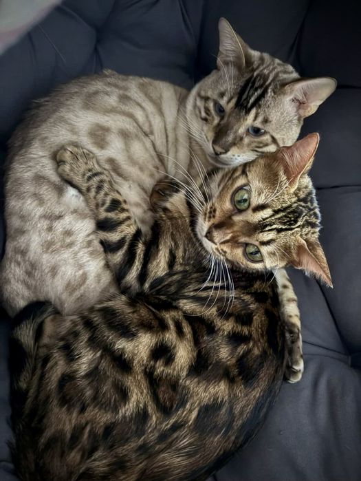 Бенгальские котята