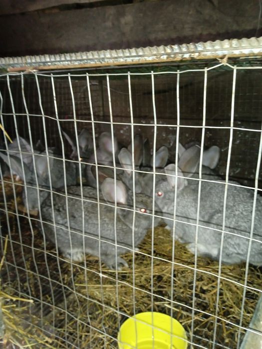 Продам кролики різного віку і породи