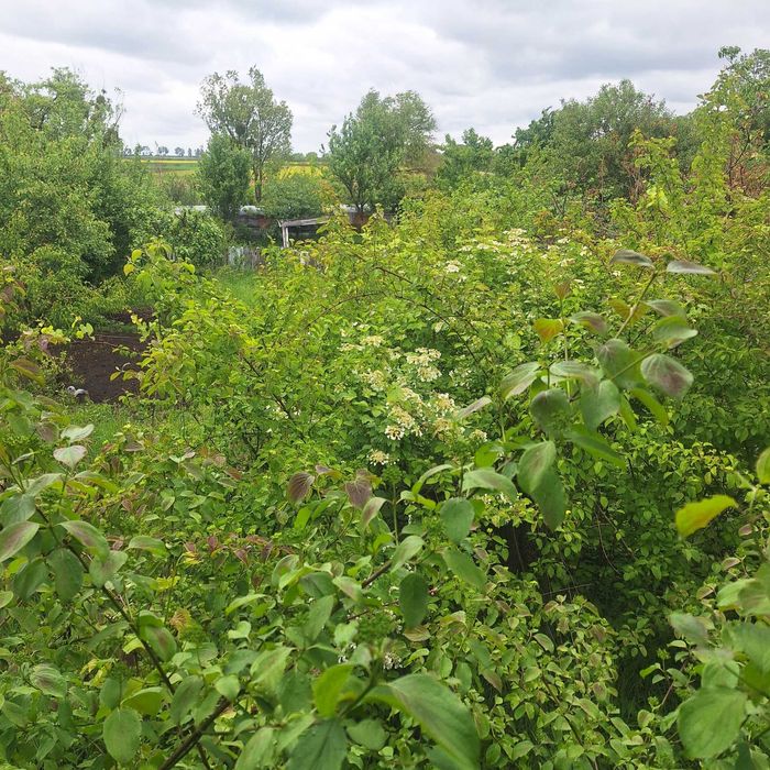 Зрізання дерев, скошування трави, чистка території