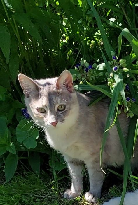 Отдам кошечку Карамелька в добрые ручки.  Котята. Котик.
