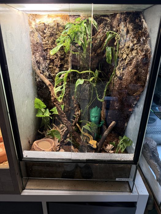 Gekon orzesiony z terrarium dorosly samiec