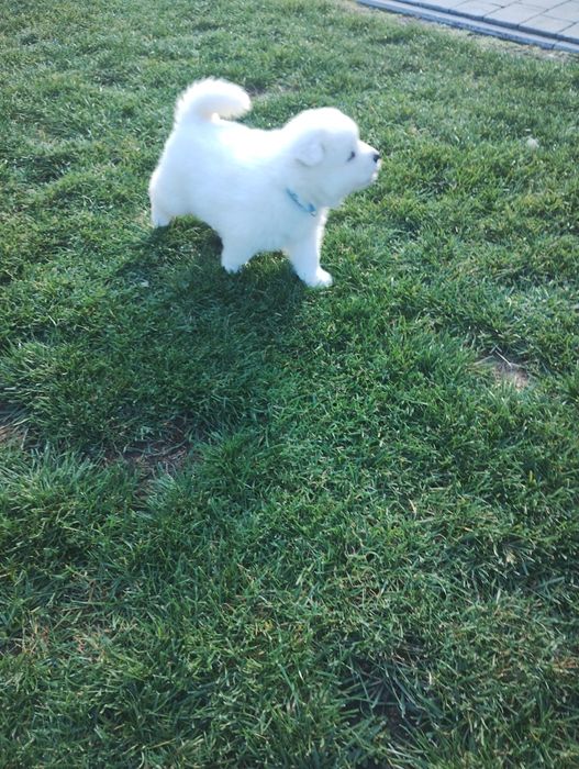 Samoyed szczenię