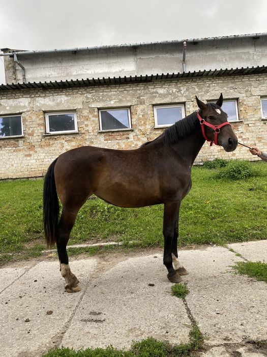 Klaczka z marca 2024 roku.