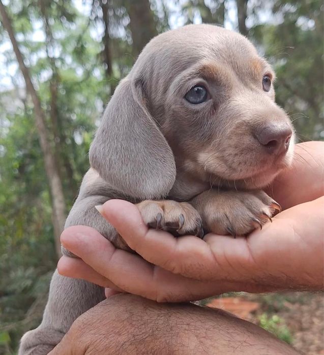 Teckel Isabella Femea 2 meses