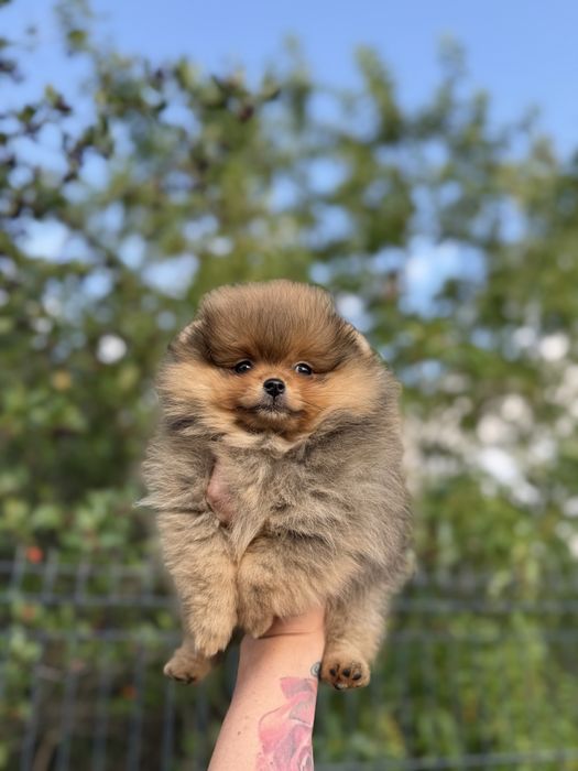 Poznajcie Malutką suczke Pomeranian