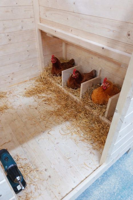 Kurnik dla 10-12 kur