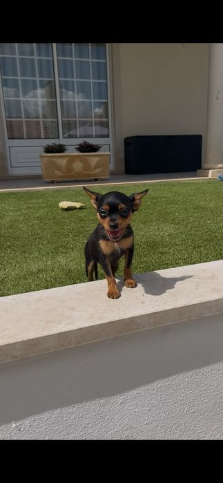 Pinscher macho miniatura