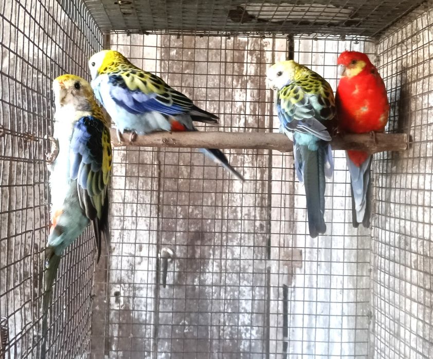 Aves em excelente estado