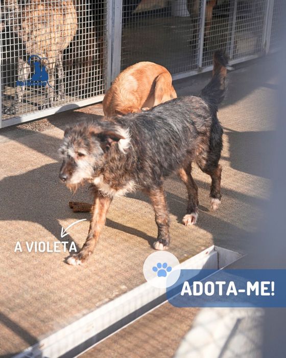 Violeta cadela porte medio para adoção