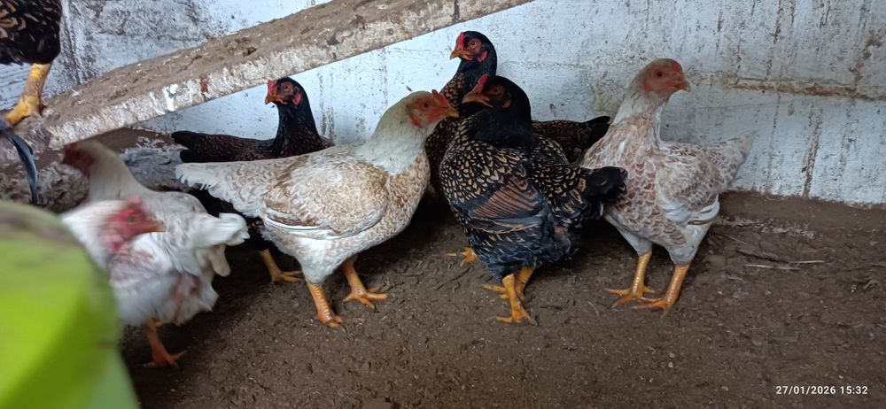 Galinhas   Cornish