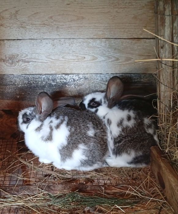 Кролики. Французький баран. Бургундські. Радянська шиншила. Строкачі.