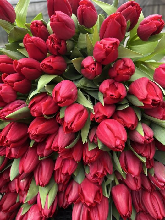 Тюльпани до 8 березня опт