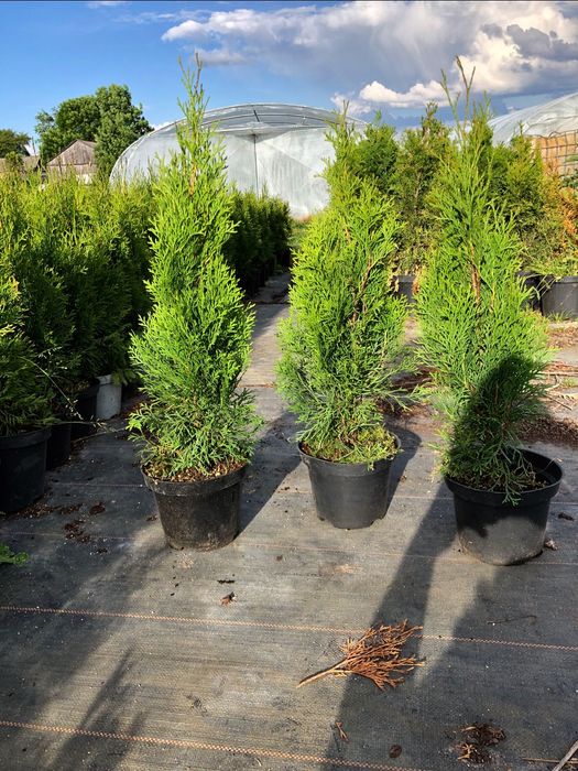 Tuja Szmaragd  Brabant 50-80cm