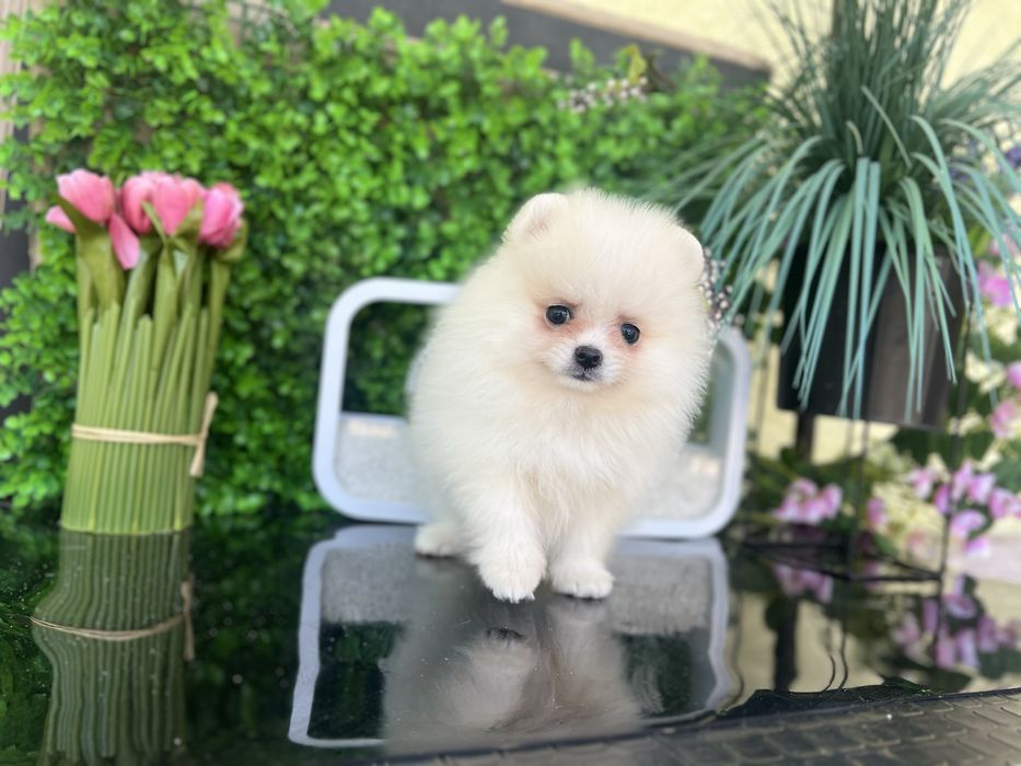 Шпиці померанці хлопці та дівчата