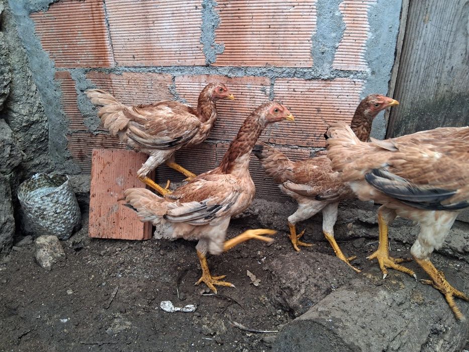Galinhas Índio Gigante