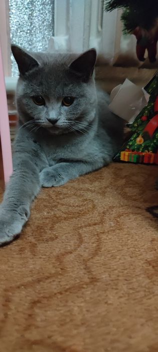 Британський кіт для в’язки