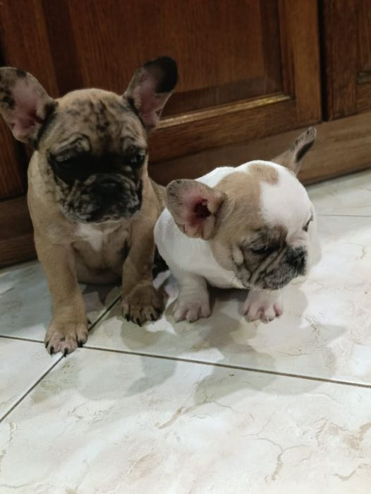 Buldog francuski suczki