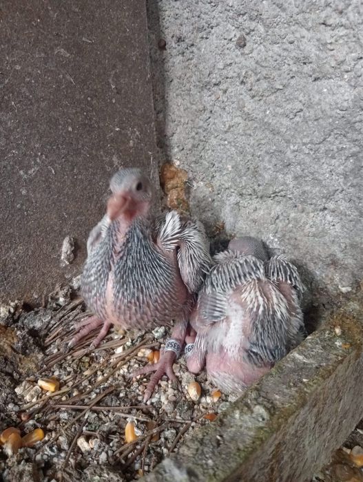 Pombos Correios em Braga