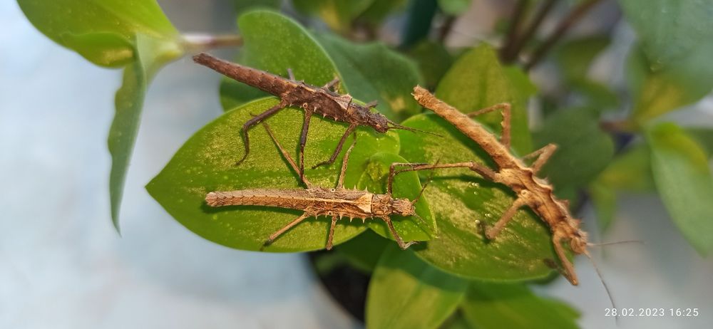 Палочник незвичайний  "Tisamenus sp Gagayan"