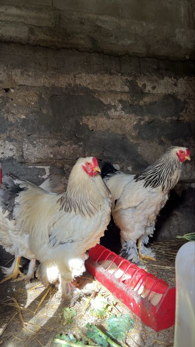 Brahamas , Indio Gigantes